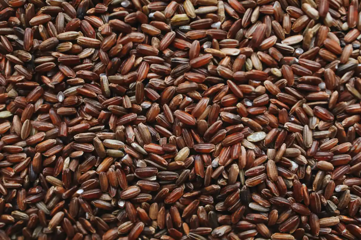 Close-up of brown rice grains