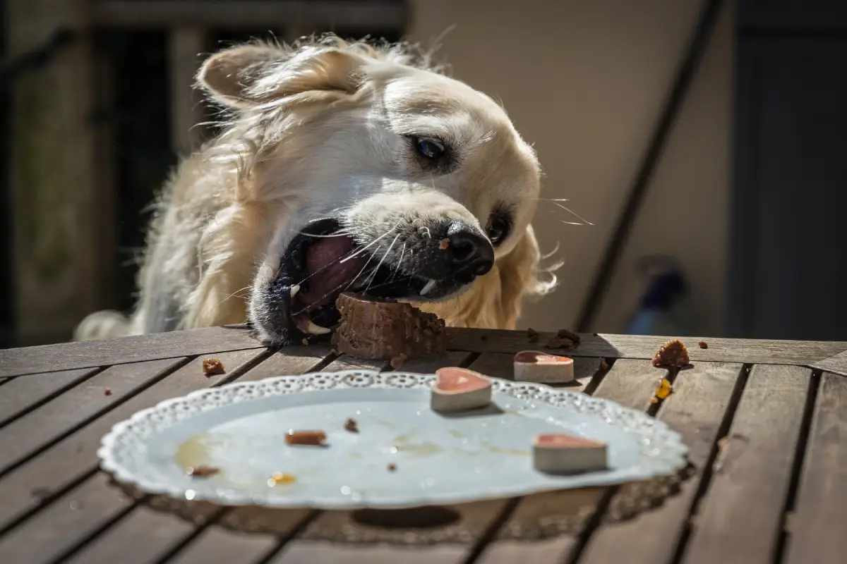 Golden Retriever biting into a piece of cake, illustrating the risks of dogs eating sweets