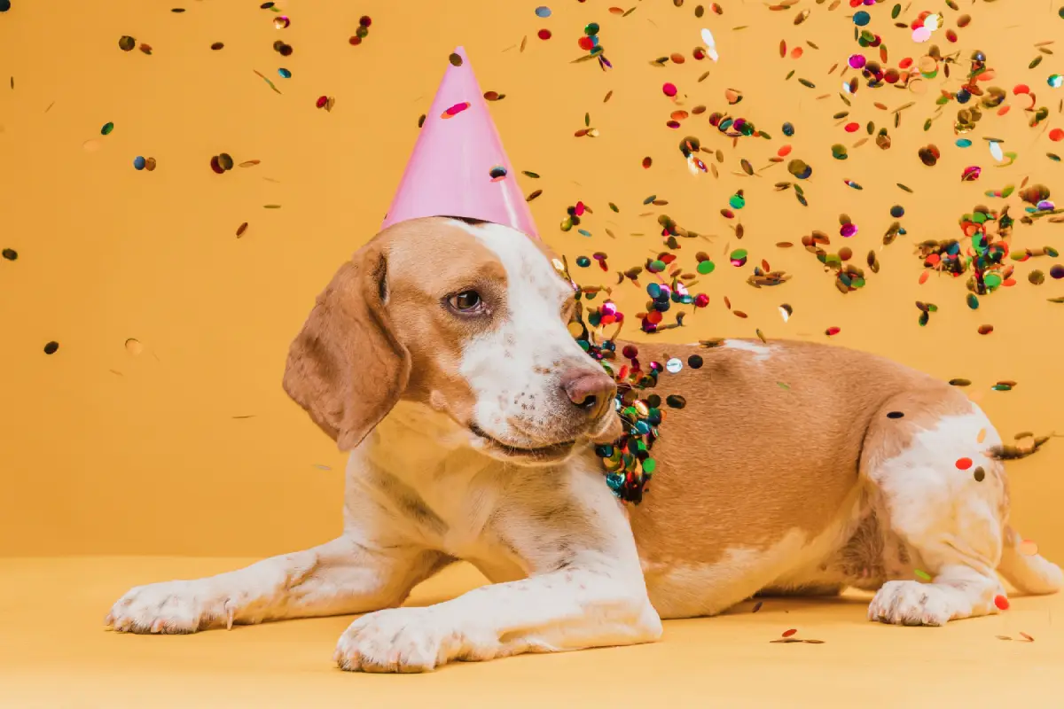 Dog with a party hat surrounded by confetti, questioning if party treats are safe