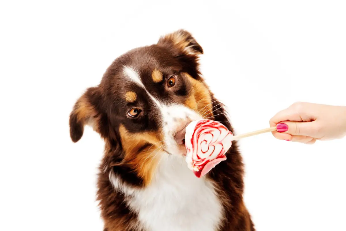 Dog looking at a lollipop, highlighting the risks of candy for pets