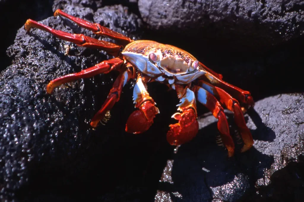 A Sally Lightfoot crab on volcanic rocks, illustrating the source of seafood for "How to Cook Frozen Crab Cakes.