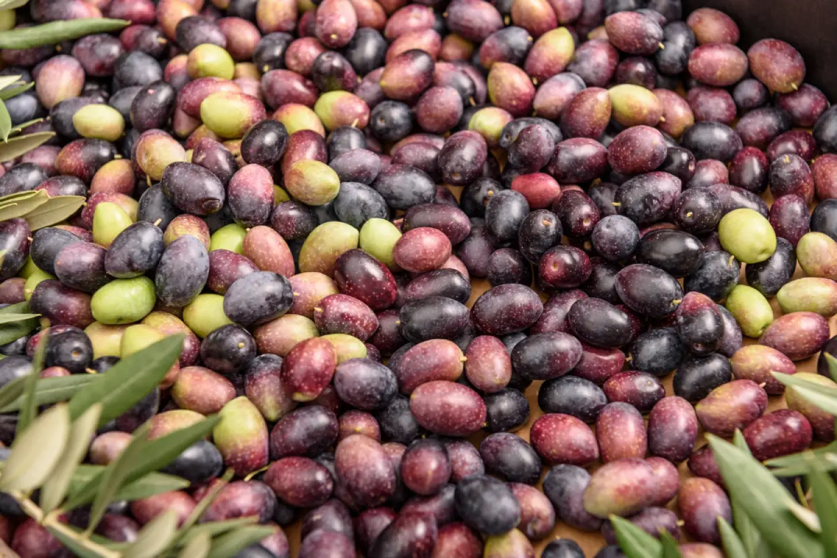 Assorted Kalamata olives with fresh olive leaves