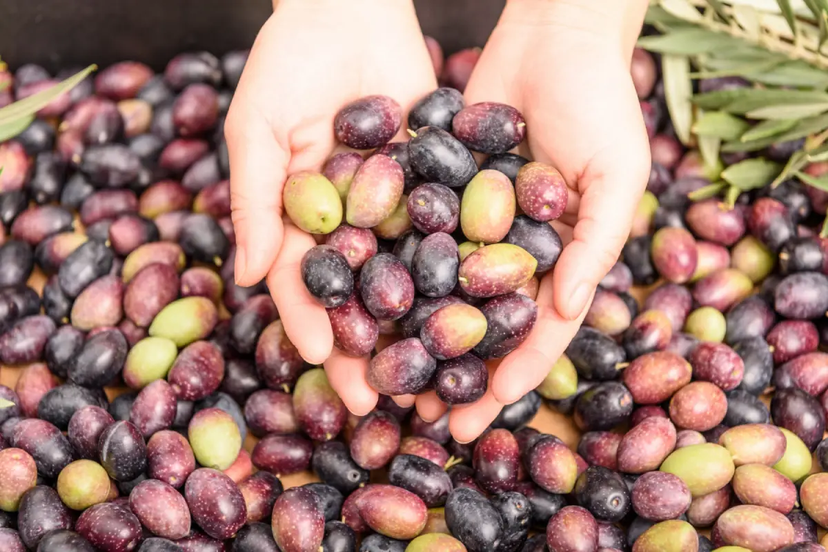 Hands full of Kalamata olives, showcasing their vibrant colors and fresh harvest.