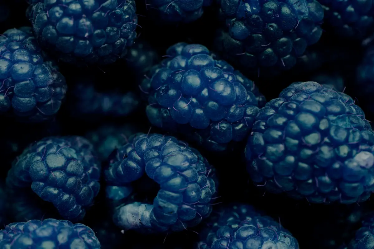 Close-up of blue raspberries showcasing their intricate texture and deep blue hue