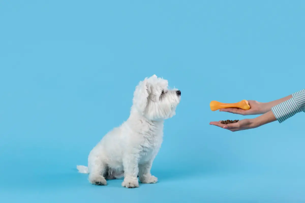 A small white dog looking at a hand offering a dog-friendly treat and kibble