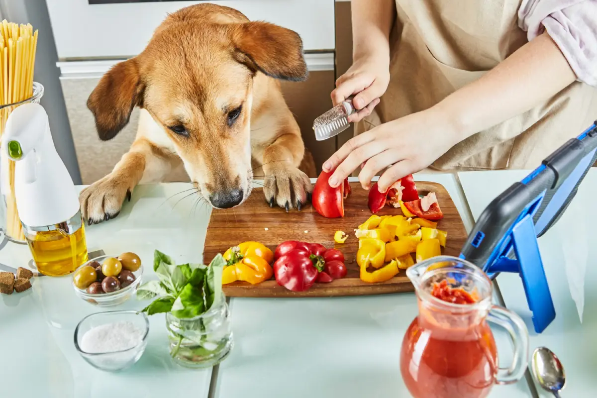 Dog observing as owner prepares vegetables, highlighting safe pet foods. Can Dogs Have Black Olives conclusion