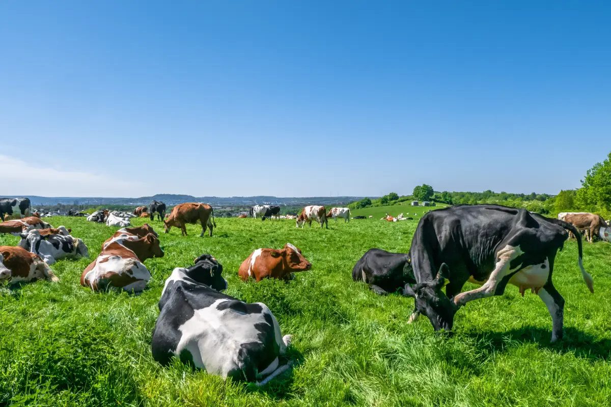 Cows peacefully grazing in a vibrant green pasture under a clear blue sky.