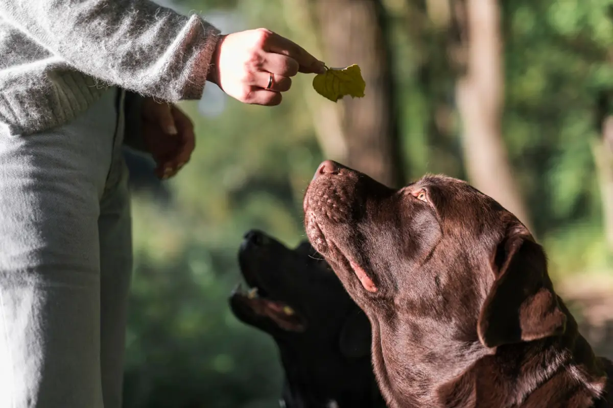 Two Labrador dogs attentively looking at a leaf, symbolizing natural dietary choices for pets.