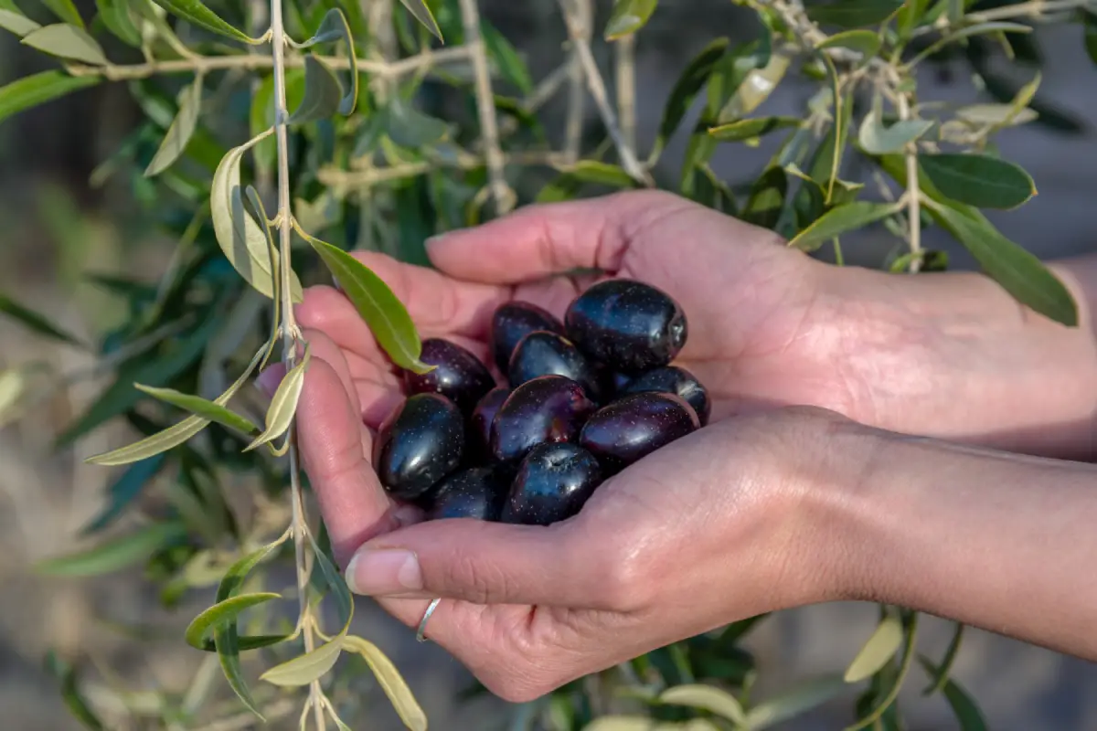Hands gently holding freshly harvested black olives beneath an olive tree.
