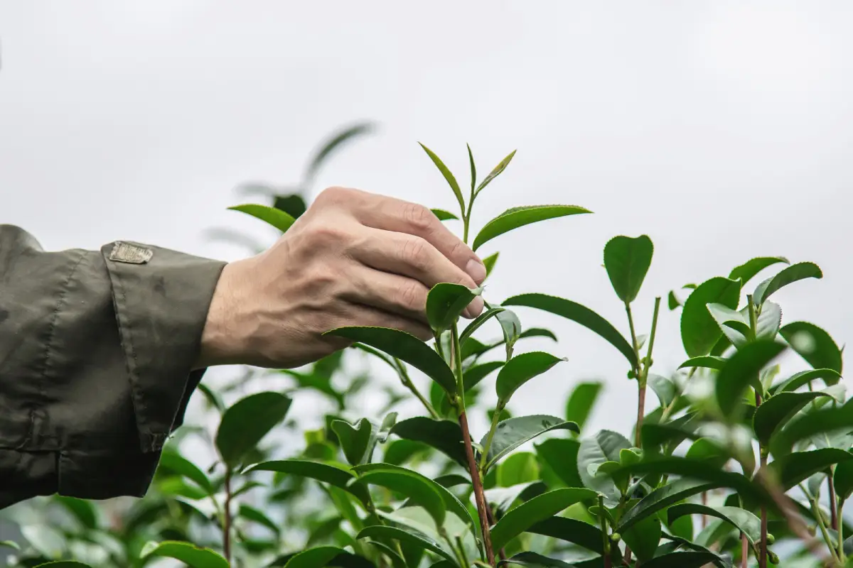 Hand tenderly inspecting young tea leaves