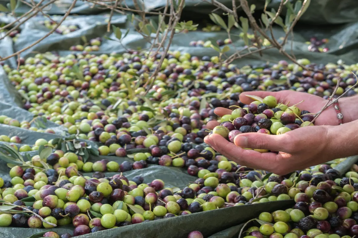 Hands holding freshly harvested olives, symbolizing the processing journey from harvest to table.