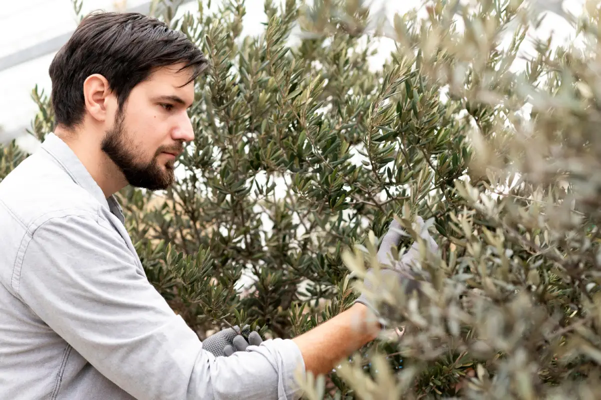 Man carefully tending to olive trees during harvest season.