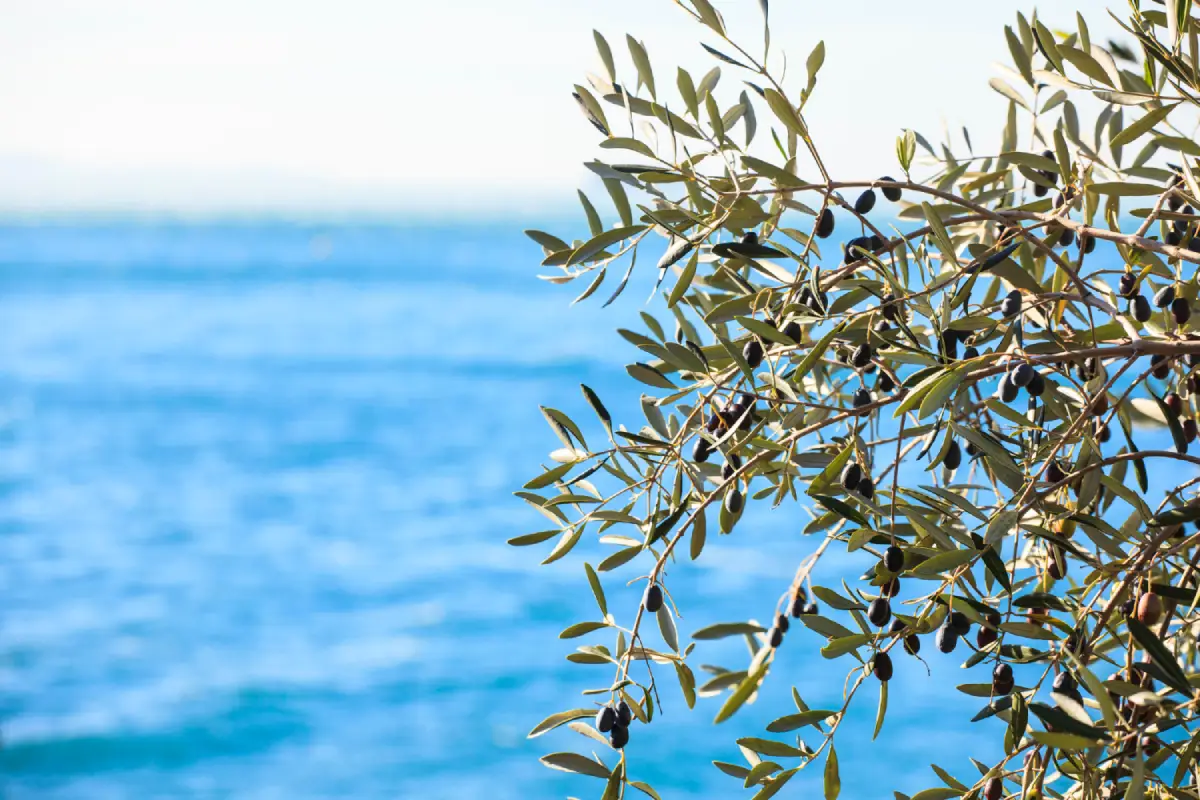 Olive tree branches with ripe olives against the backdrop of a serene blue sea.