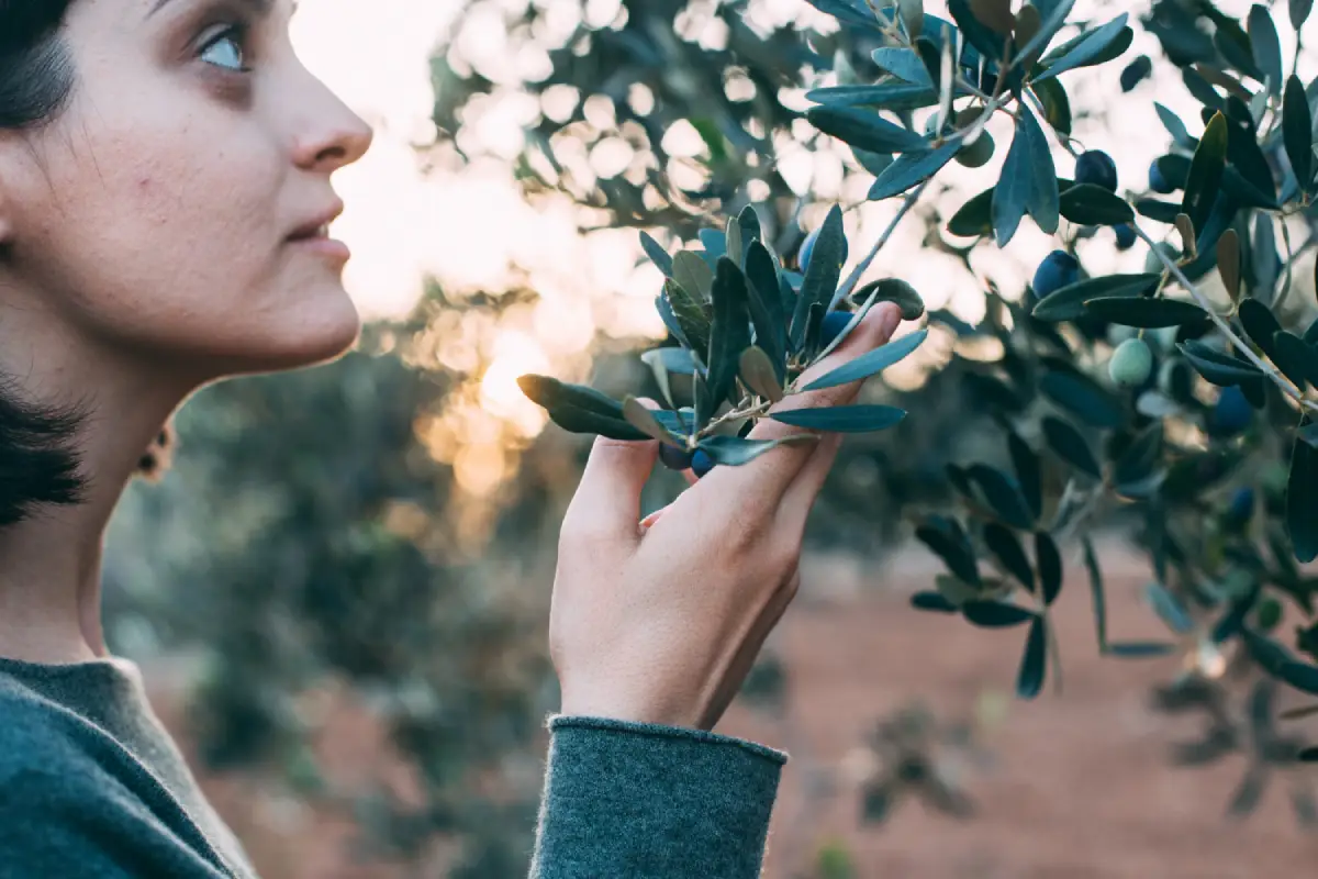 A woman examining an olive tree branch, contemplating the origin of black olives.