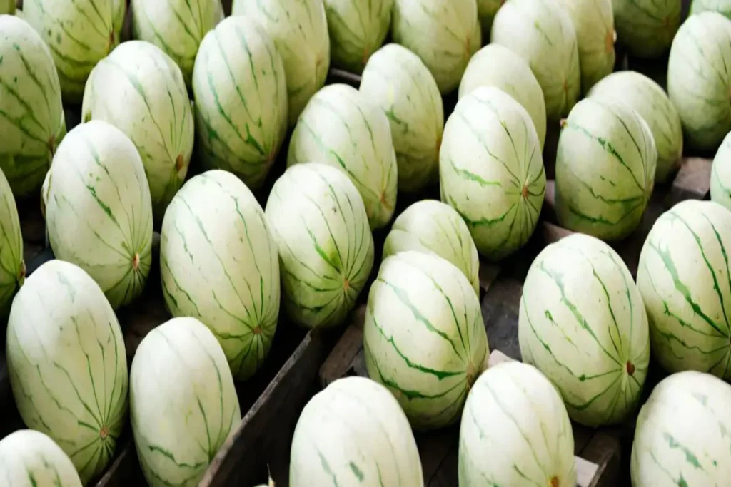 Rows of white watermelons on display, showcasing the unique variety.
